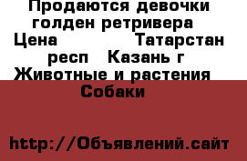 Продаются девочки голден ретривера › Цена ­ 25 000 - Татарстан респ., Казань г. Животные и растения » Собаки   